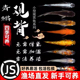 观背青鳉观赏鱼魔法鱼冷水鱼小型锦鲤淡水鱼不打氧好养活体 包邮 损