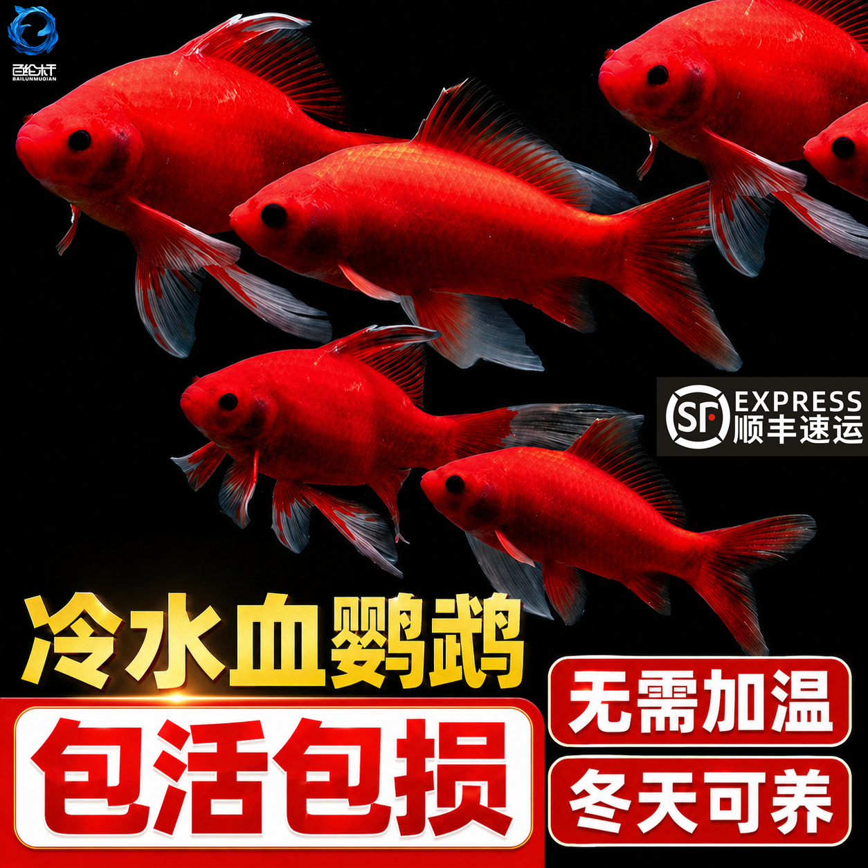 冷水鹦鹉鱼红鱼淡水好养易活冷水鱼苗观赏鱼活鱼金鱼耐活锦鲤