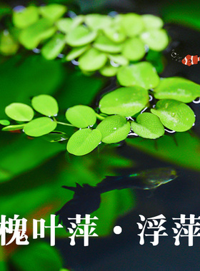 鱼缸槐叶萍古法养鱼浮萍水草净化水质水培植物庭院办公室装饰造景