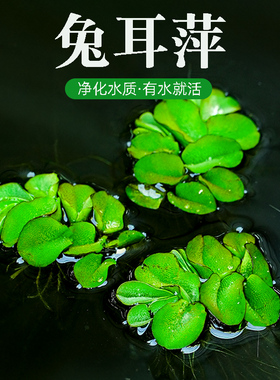 兔耳萍水葫芦水草浮萍鱼缸乌龟虾兔儿萍鱼池塘净化水生植物水芙蓉