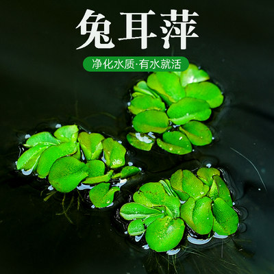 兔耳萍水葫芦水草浮萍鱼缸乌龟虾兔儿萍鱼池塘净化水生植物水芙蓉