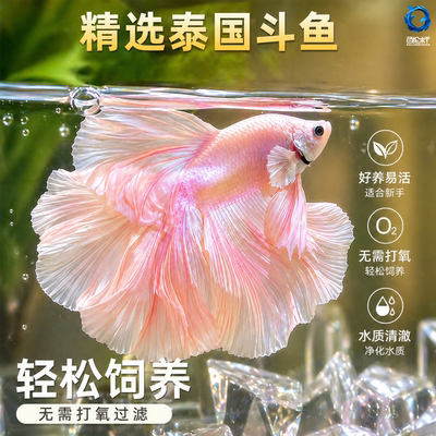 网红婚纱泰国斗鱼半月活体好养无需打氧观赏鱼宠物热带淡水鱼