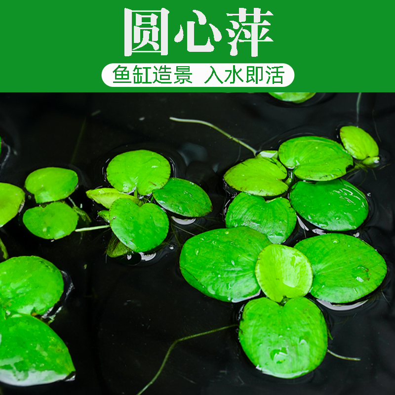 圆心萍鱼缸浮萍水草无土活体水培水生植物龟缸养鱼养龟净化水质