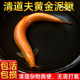黄金泥鳅清道夫冷水鱼观赏鱼淡水鱼小金鱼小红鱼练手鱼鲜活泥鳅苗