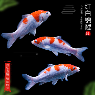 顺丰日本红白大正三色锦鲤活体观赏鱼冷水鱼淡水鱼室外冷水锦鲤鱼