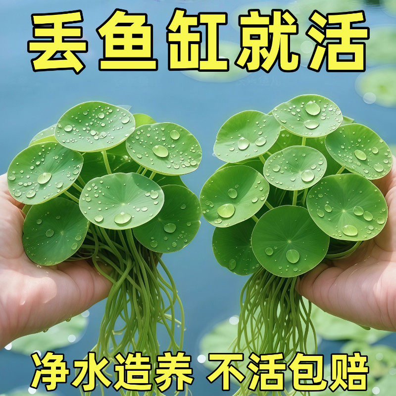 圆心萍浮萍水草水培植物净化水质鱼虾水草龟缸漂浮水草专用造景草