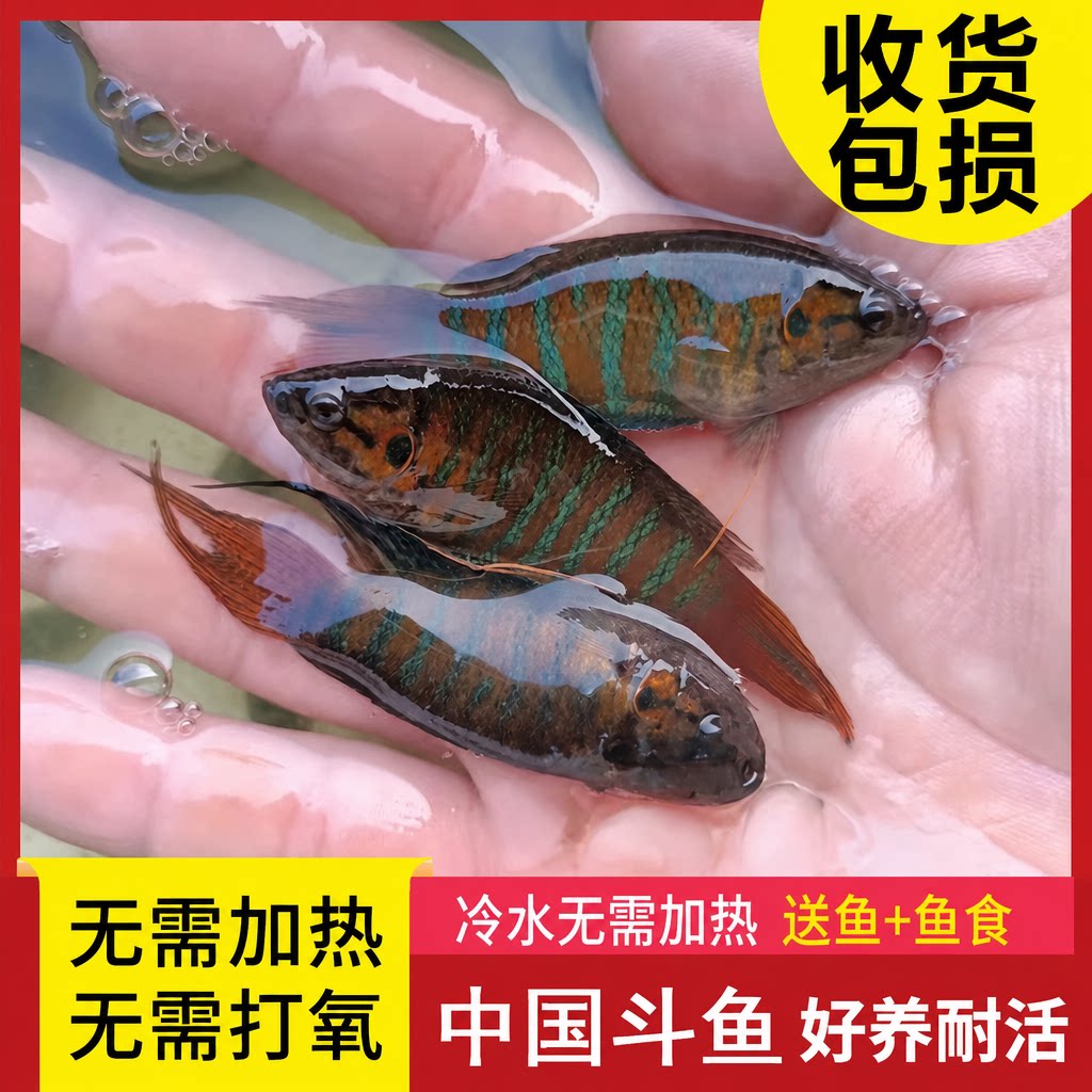 中国斗鱼活体活鱼冷水淡水观赏鱼好养耐活不打氧小型鱼普叉鱼苗