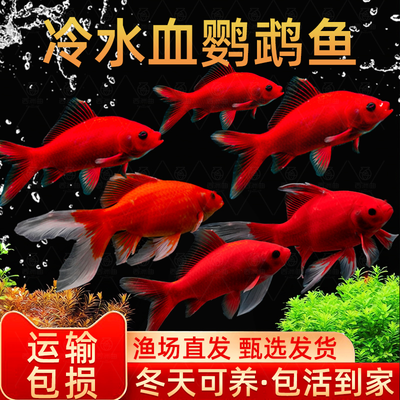 冷水鹦鹉鱼招财红淡好养易活苗观