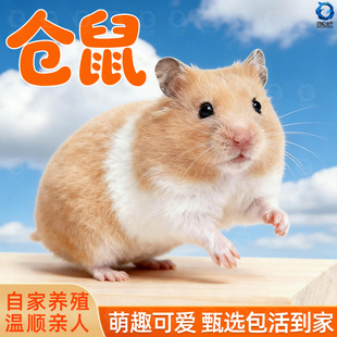 小仓鼠活物萌宠送笼子金丝熊一对银狐布丁紫仓奶茶公婆苍鼠活体