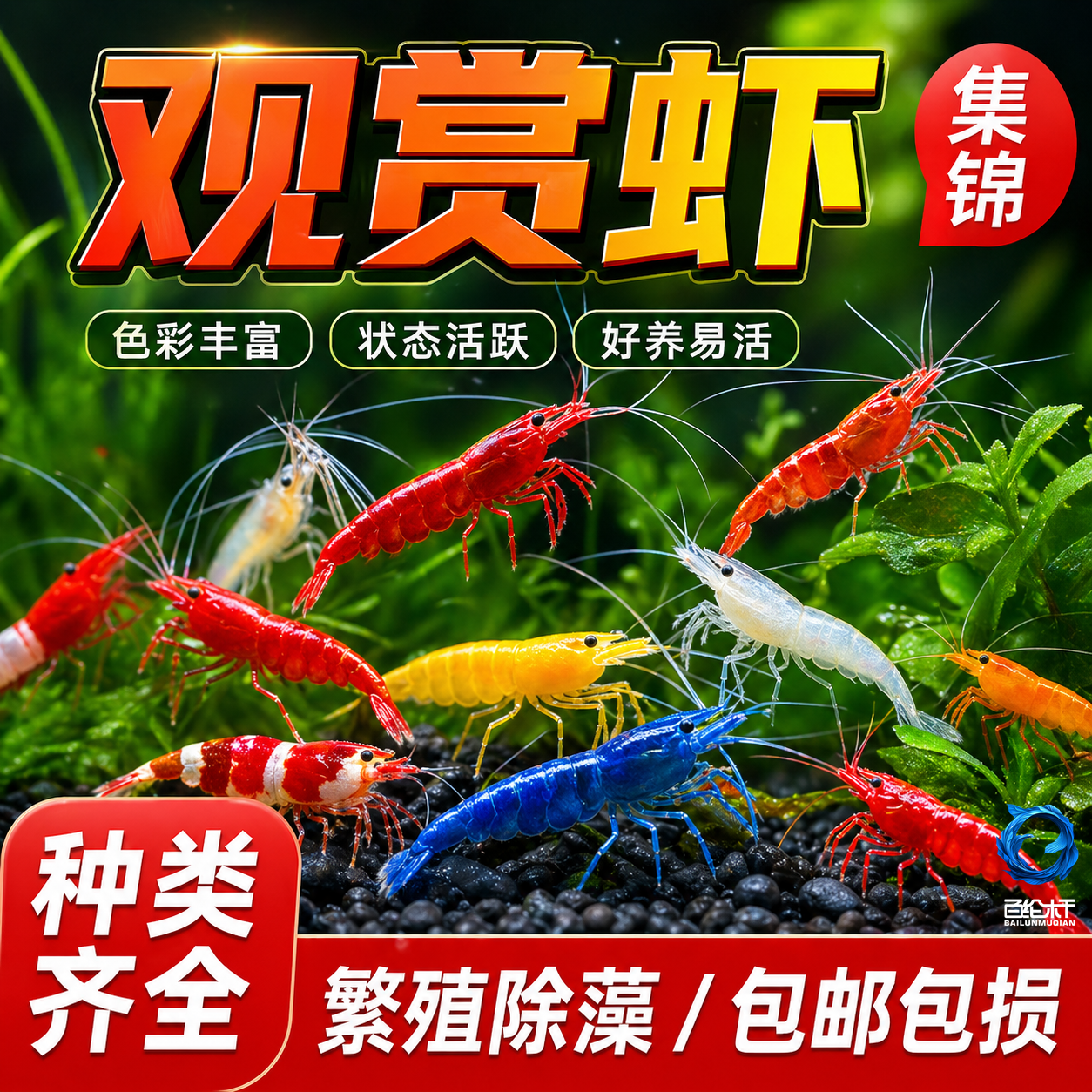 黑壳虾除藻虾淡水鲜活观赏虾清洁鱼耐活好养热带观赏鱼宠物水晶虾