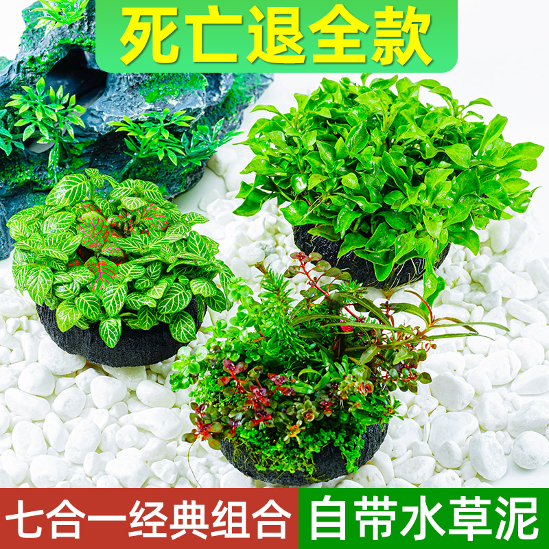 鱼缸水草植物真草活体前景新手懒人造景套餐水培坨草水榕增氧阴性