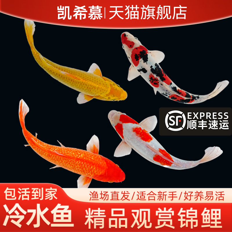 顺丰锦鲤鱼活冷水淡苗观赏金小型