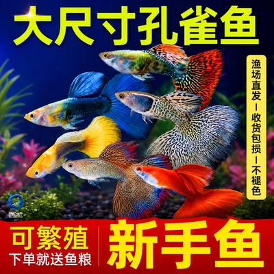精品孔雀鱼凤尾鱼热带纯种活鱼苗淡水小型好养耐活鱼胎生易繁殖
