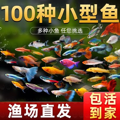 热带观赏鱼好养红绿灯斑马鱼淡水金鱼苗神仙孔雀小型宝莲灯科小鱼