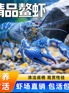 鳌虾观赏虾淡水冷水族耐活体宠物红白蓝色小龙虾火山原生天空蓝魔
