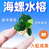 迷你海螺小水榕鱼缸水草小鱼缸新手造景装 饰淡水真水草植物增氧