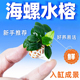迷你海螺小水榕鱼缸水草小鱼缸新手造景装 饰淡水真水草植物增氧