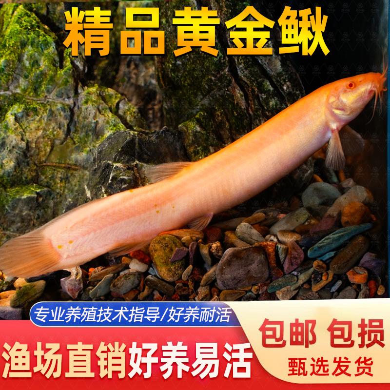 黄金鳅清道夫龙好养耐活泥淡水体