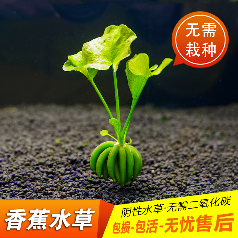前景水草淘宝天猫优惠券大全 品牌精品汇聚 价格大全移动版 最宠网 前景水草淘宝天猫优惠券大全 品牌精品汇聚 价格大全移动版 最宠网