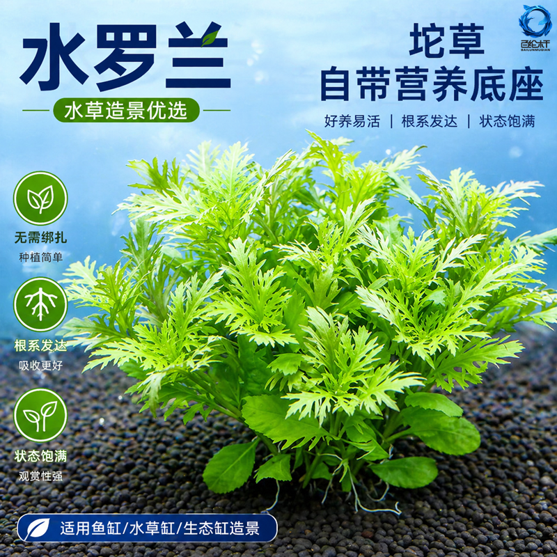 水罗兰坨草鱼缸造景水草植物绿植阴性后景古法养鱼新手懒人好养活