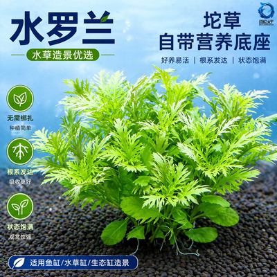 水罗兰坨草鱼缸造景植物绿阴性后