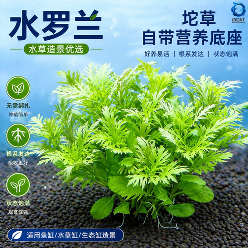 水罗兰坨草鱼缸造景植物绿阴性后