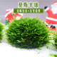 莫斯沉水半球草球悬浮球创意造景鱼缸装 饰小水草阴性前景简单好养