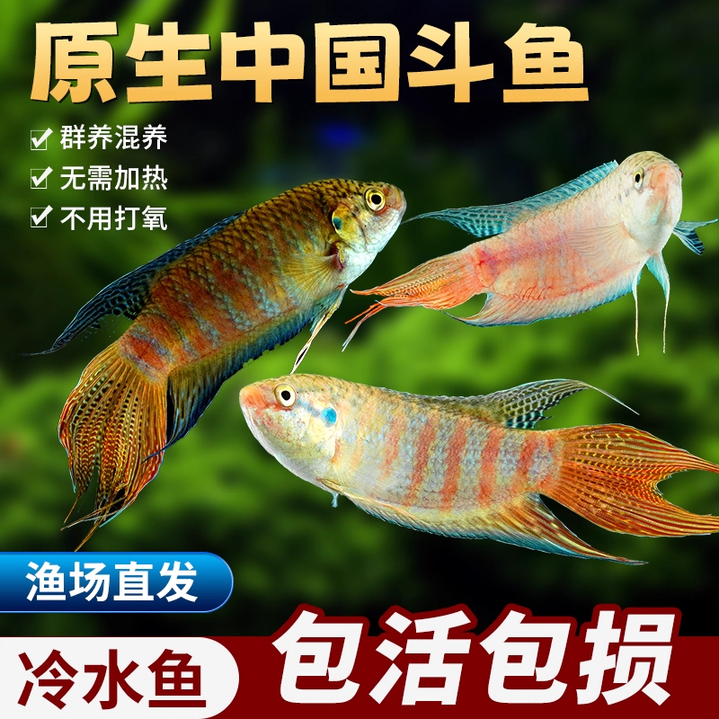 中国斗鱼活冷水淡观赏好养耐懒人