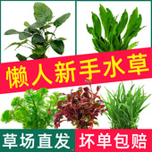 鱼缸真水草造景活阴性绿藻球净水懒人水兰莫斯养鱼生沉木植物套餐