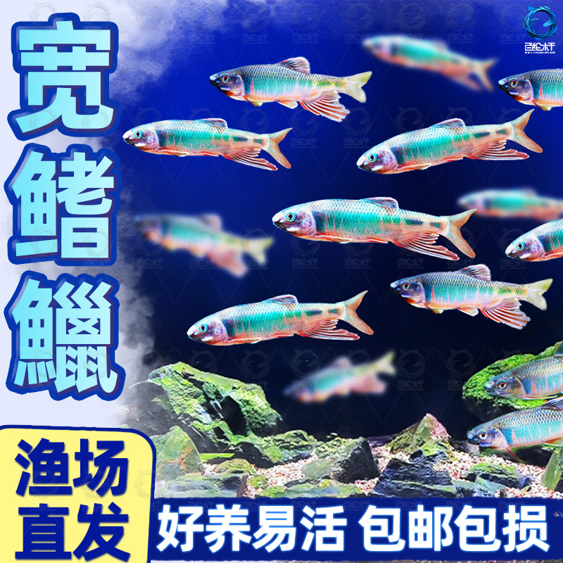 原生宽鳍鱲观赏鱼长鳍鱲发色溪石斑彩马口鱼冷水鱼活体淡水鱼耐养