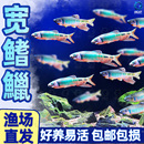 原生宽鳍鱲观赏鱼长鳍鱲发色溪石斑彩马口鱼冷水鱼活体淡水鱼耐养