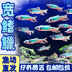 原生宽鳍鱲观赏鱼长鳍鱲发色溪石斑彩马口鱼冷水鱼活体淡水鱼耐养