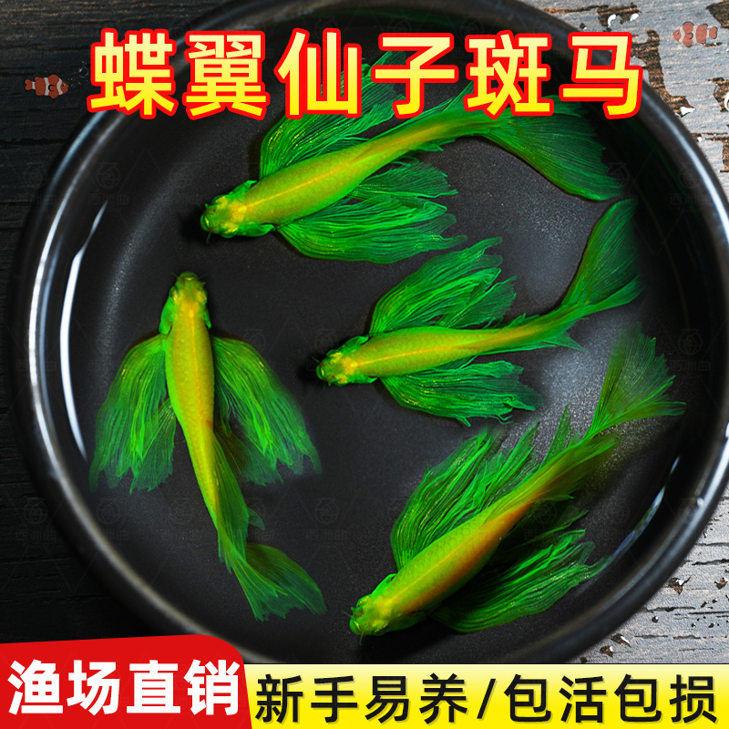 蝶翼斑马鱼热带小型观赏淡水冷孔