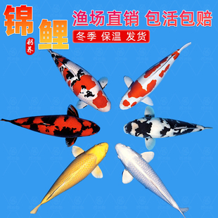 锦鲤鱼活鱼观赏鱼纯种鱼大型红白冷水淡水好养耐活金鱼草金鱼