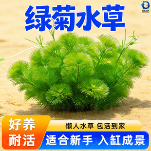 鱼缸水草活体绿菊新手好耐养绿色增氧净化水质阴性九冠水芹蜈蚣草