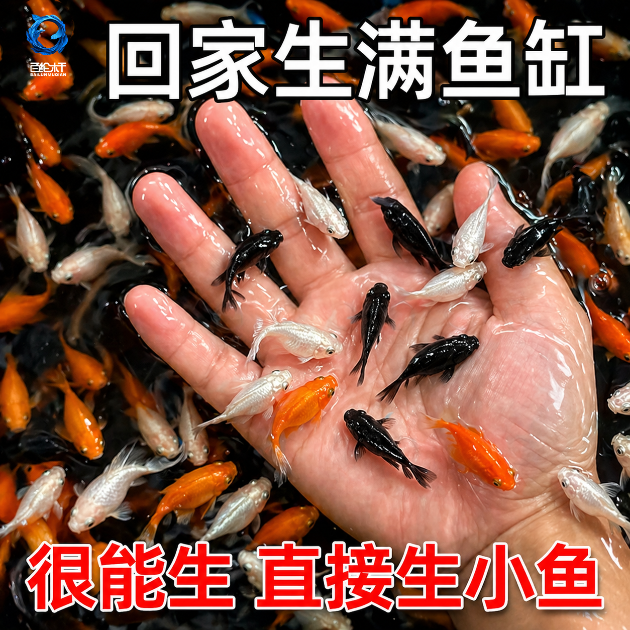 玛丽球鱼 玛丽鱼 胎生鱼 直接下小鱼 新手鱼 好养活 米奇孔雀包邮