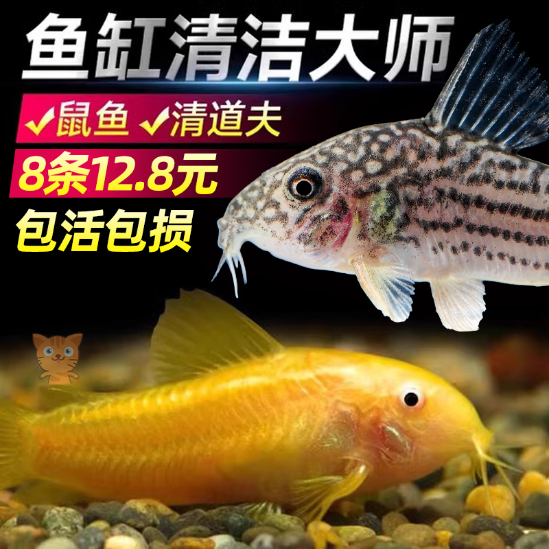 金苔鼠清洁鱼缸工具除藻吃粪便垃