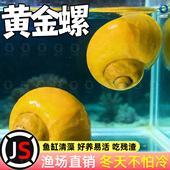黄金螺鱼缸清洁除藻大号观赏螺活体淡水螺净水清理鱼屎粪便工具螺