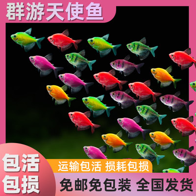 天使鱼观赏金活小型斑马淡水热带