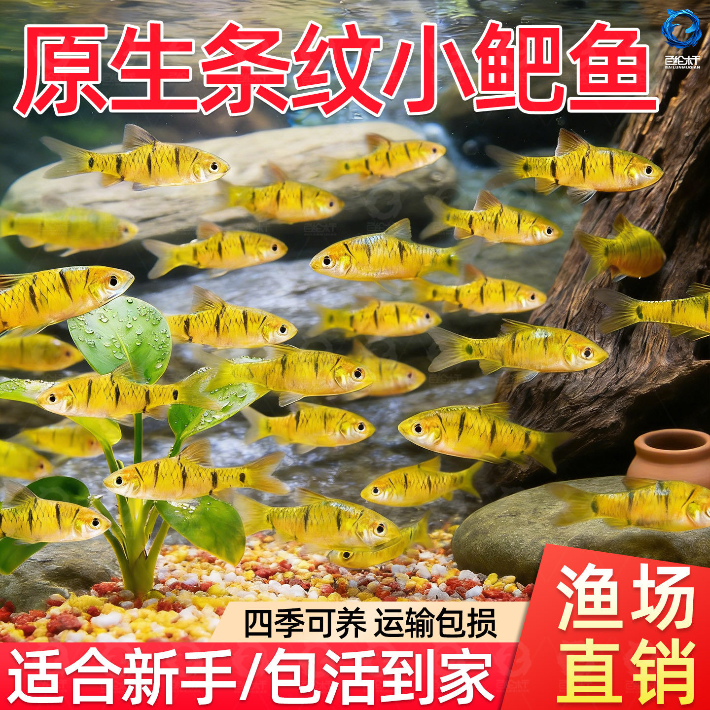 原生态冷水鱼条纹小鲃鱼活体淡水小溪鱼二须鲃群游好养耐活观赏鱼,宠物/宠物食品及用品,鱼,淘宝优惠券,粉丝福利购,淘宝优惠卷