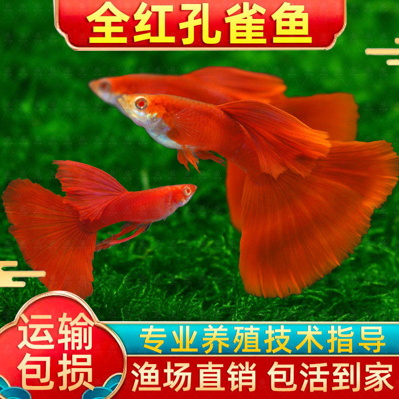 美国全红孔雀鱼纯种热带鱼小型观赏鱼孔雀鱼凤尾鱼孔雀胎生易繁殖,宠物/宠物食品及用品,观赏鱼饲料,淘宝优惠券,粉丝福利购,淘宝优惠卷