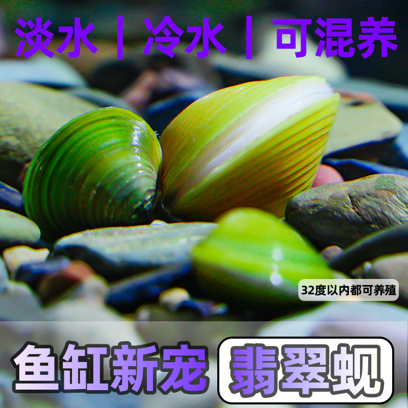 黄金河蚬小河蚌溪蚬鲜活淡水冷水原生小型水族河蚌观赏净水黄沙