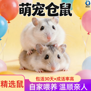 仓鼠活物金丝熊一对银狐布丁紫仓奶茶公婆苍鼠活体仓鼠