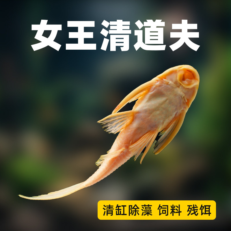 热带观赏鱼黄金红眼女王清道夫大帆女王大型小型清理垃圾工具鱼