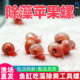 苹果螺除藻螺迷你观赏螺蜗牛工具螺水草缸除苔清理残食清洁螺 包邮