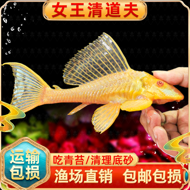 黄金红眼女王清道夫大帆皇活体小
