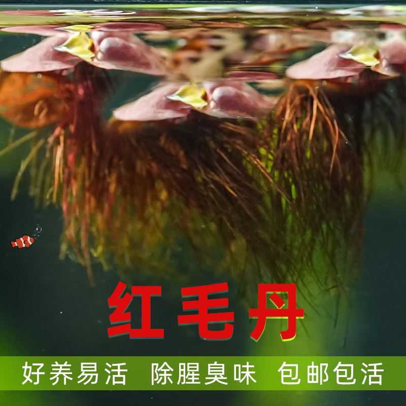红毛丹浮萍水浮莲水草生植物