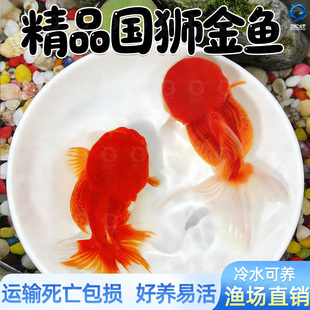 红狮金鱼国师鱼冷水鱼金鱼活鱼淡水锦鲤活体好养耐活不加温观赏鱼