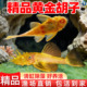 黄金胡子大帆小型活体清道夫清缸除藻清洁垃圾鱼缸工具鱼好养耐活