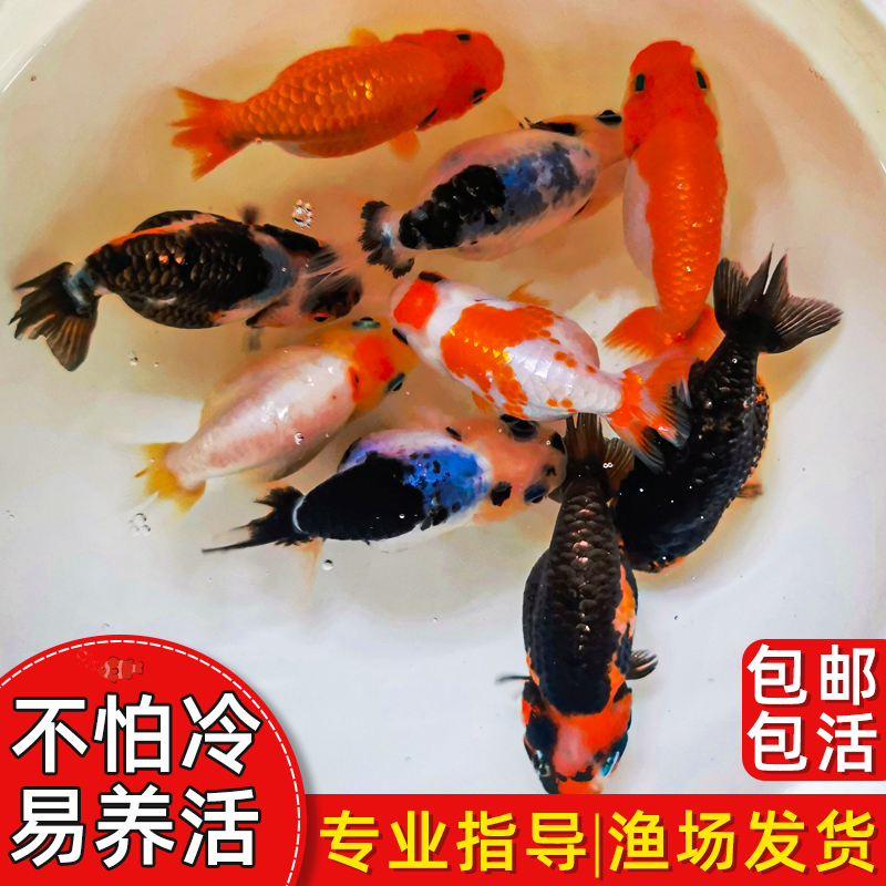 精品泰狮百褶金鱼冷水观赏鱼蝶尾